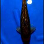 Chagoi..ginrin35cm mengkilap