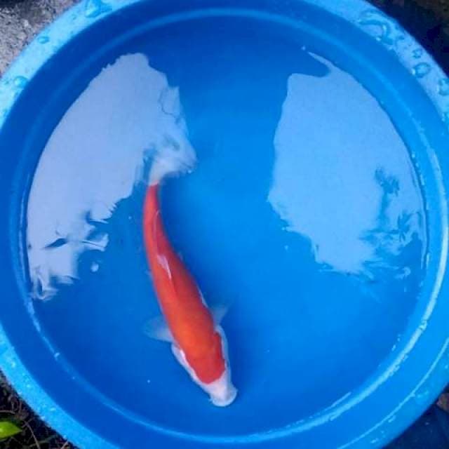 Kohaku bulky