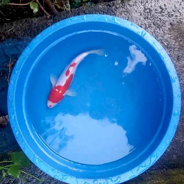 Kohaku merah merona