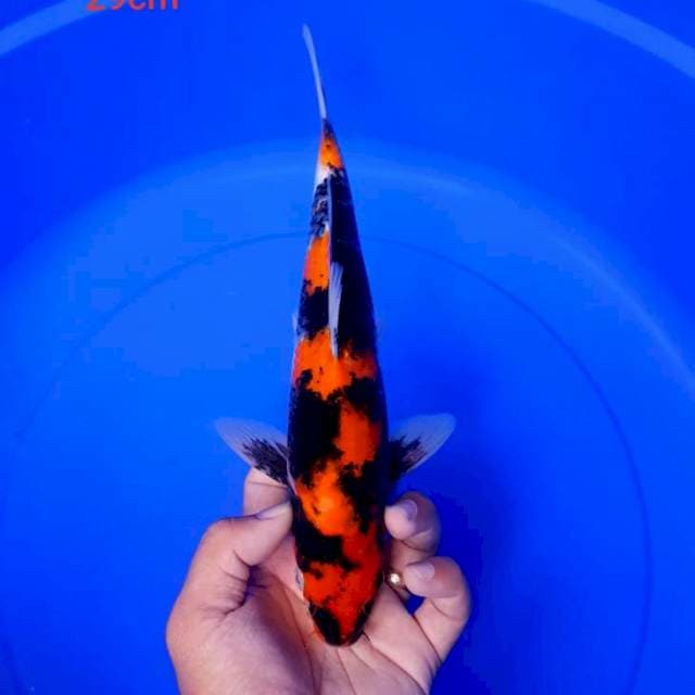 DNR - SHOWA MALE 29cm