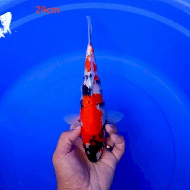 DNR - SHOWA MALE 29cm