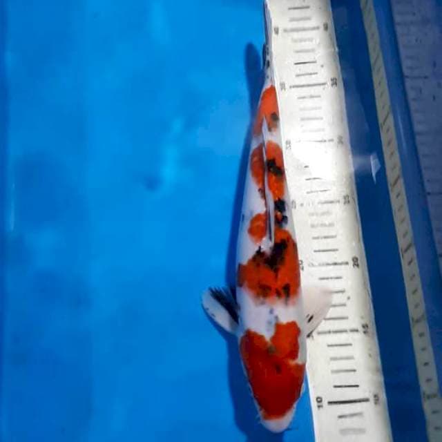 SANKE 32 CM