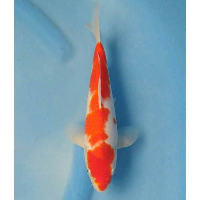 Okawa Kohaku