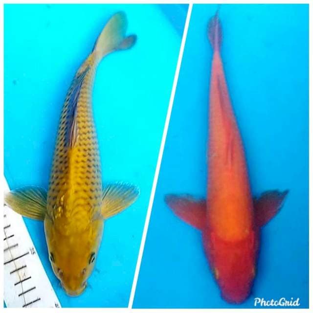 30cm +