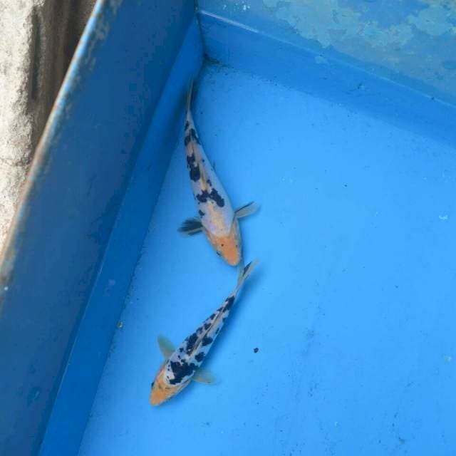 Duo Bekko Doitsu F1