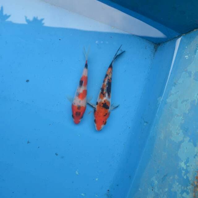Duo Showa Sanke F1
