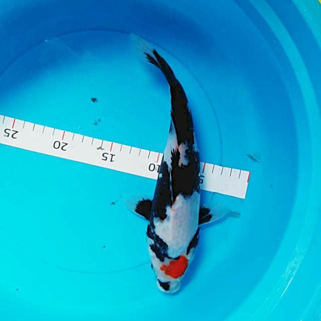 Tancho showa 28cm