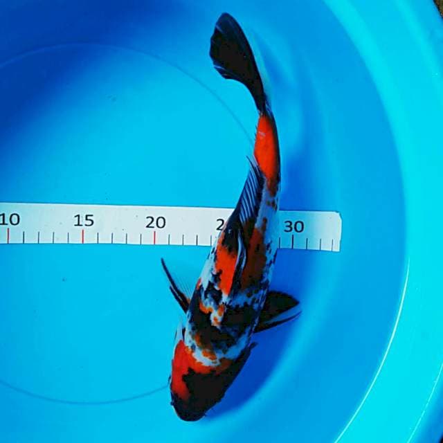 Strong 28cm