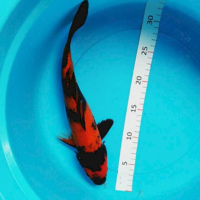 Utsuri 30cm
