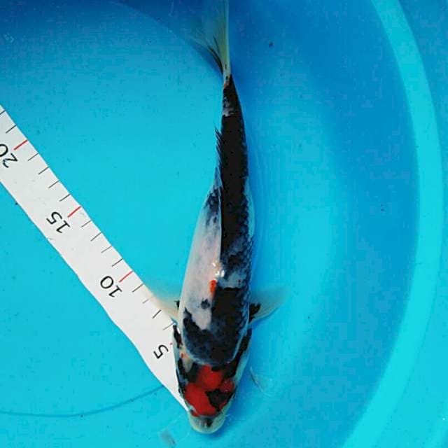 Showa 28cm