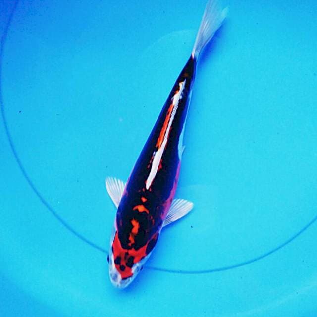 Kiko 26cm