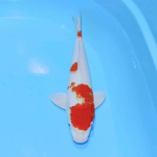 Kohaku ful hikari