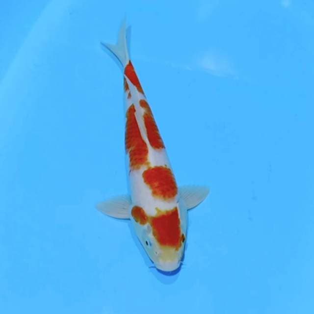 Kohaku