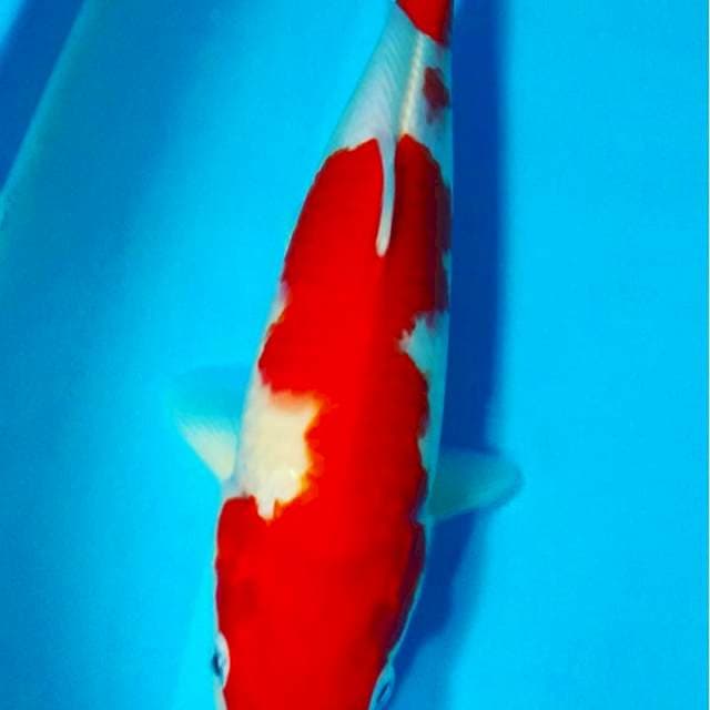 Kohaku