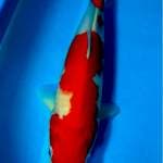 Kohaku