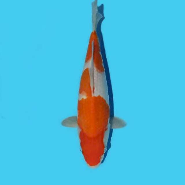 Kohaku 25 cm
