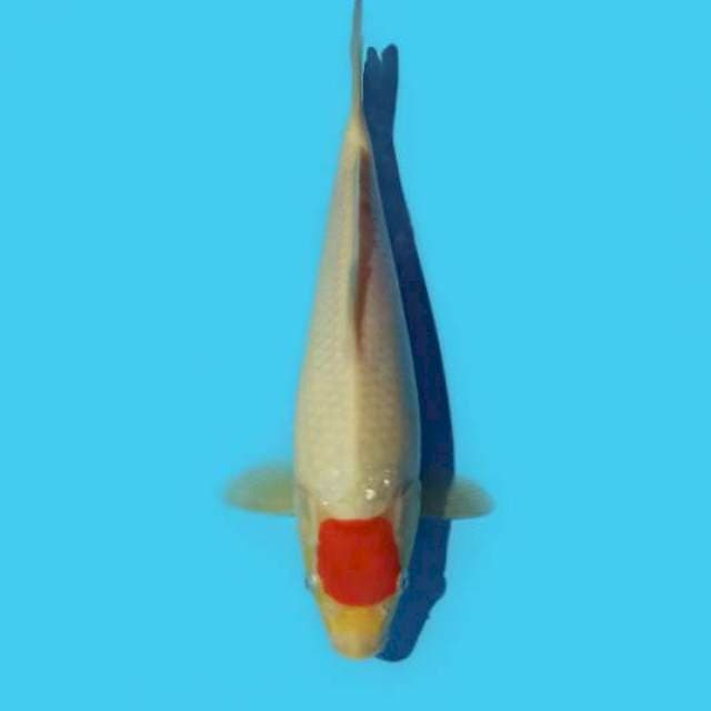 ND BULKY TANCHO 24CM