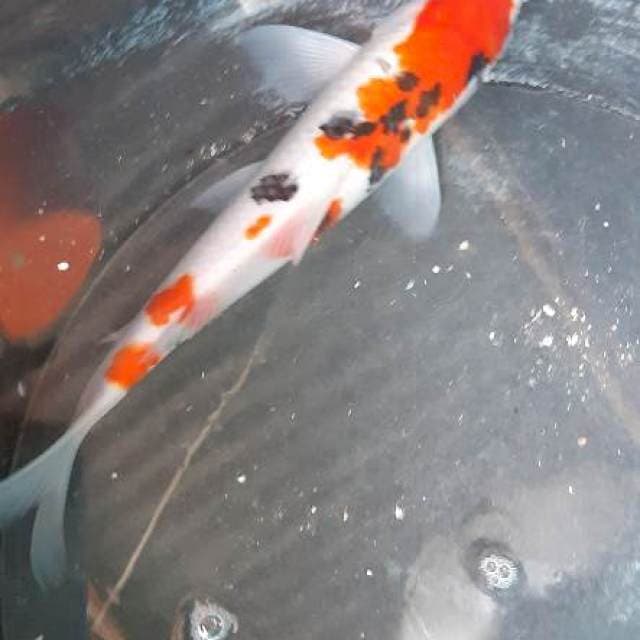 Sanke jantan 28cm