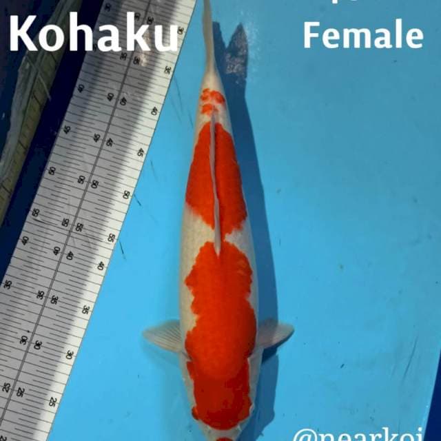 INDONESIA BANGKIT