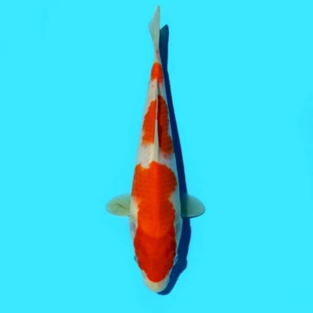 Sandan Kohaku 21 cm