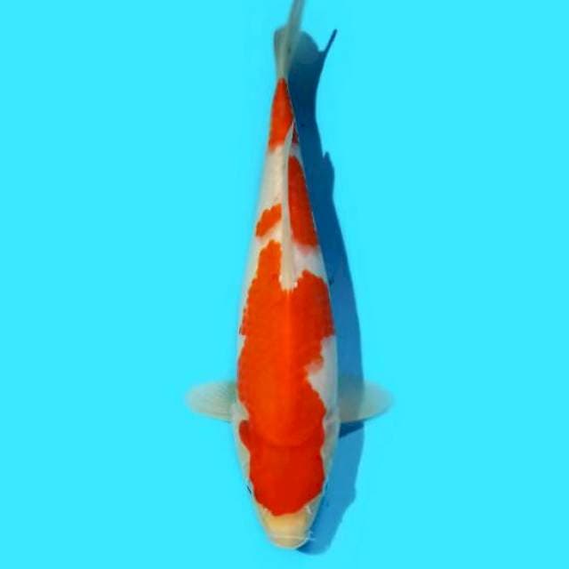 Kohaku 26 cm