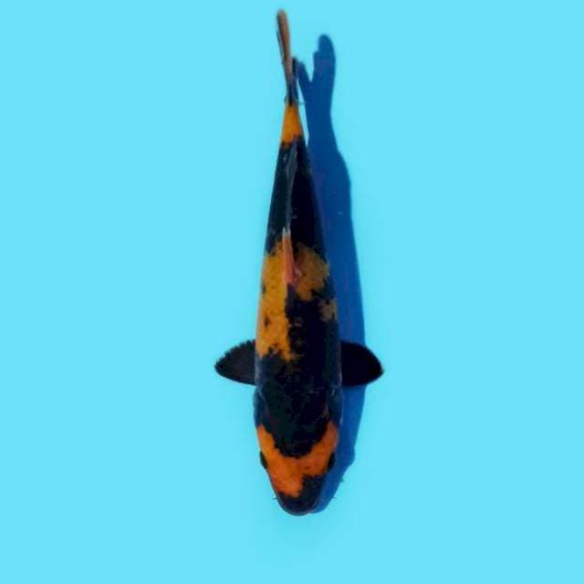 Hi Utsuri 18 cm