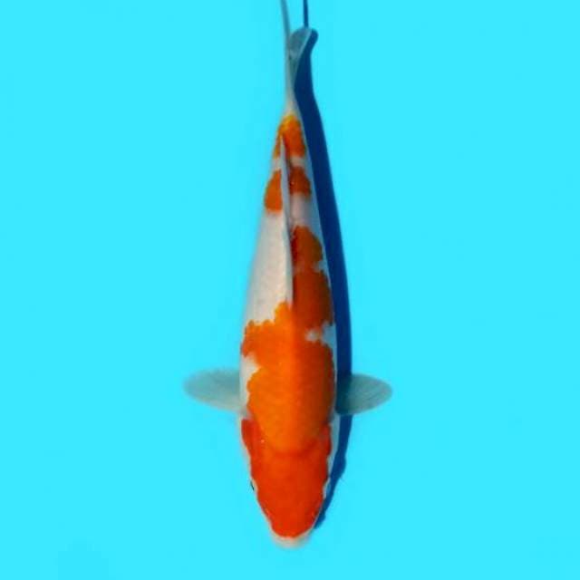 Kohaku 21 cm