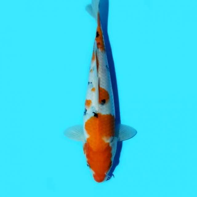 Sanke 23 cm