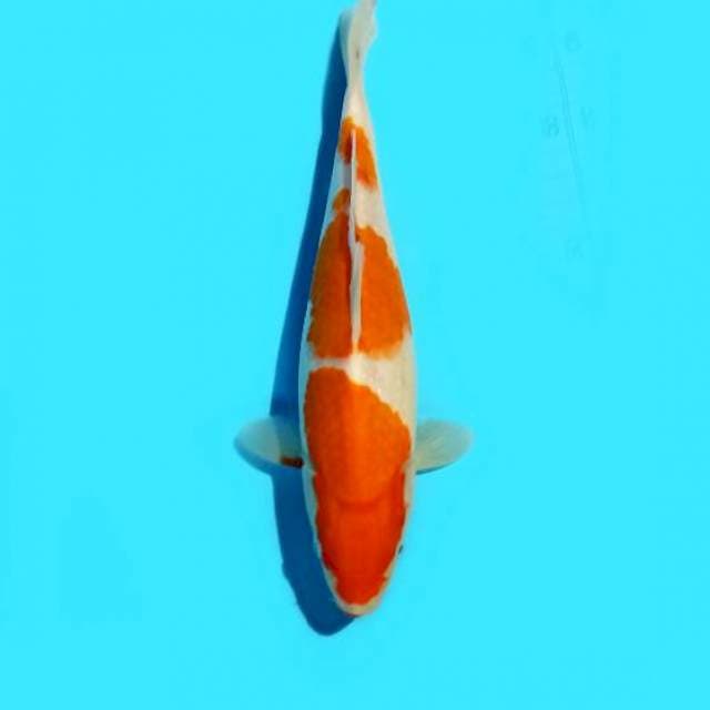 Kohaku 24 cm