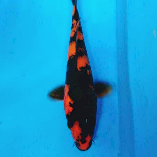 HI UTSURI
