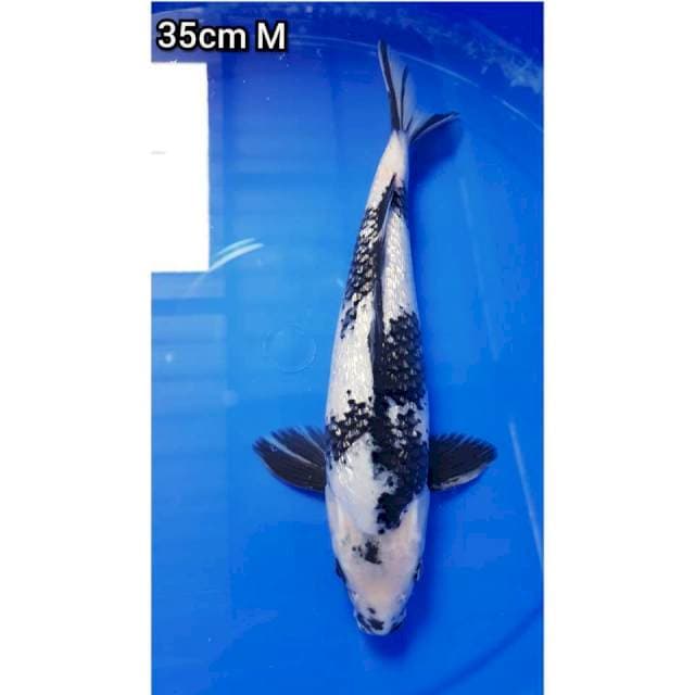 SHIRO GINRIN 36cm JANTAN