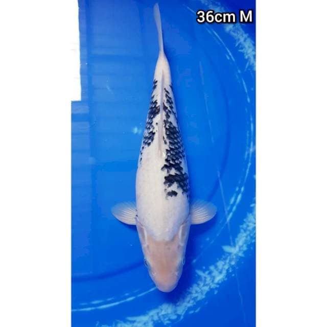 SHIRO PUNUK JANTAN 36cm