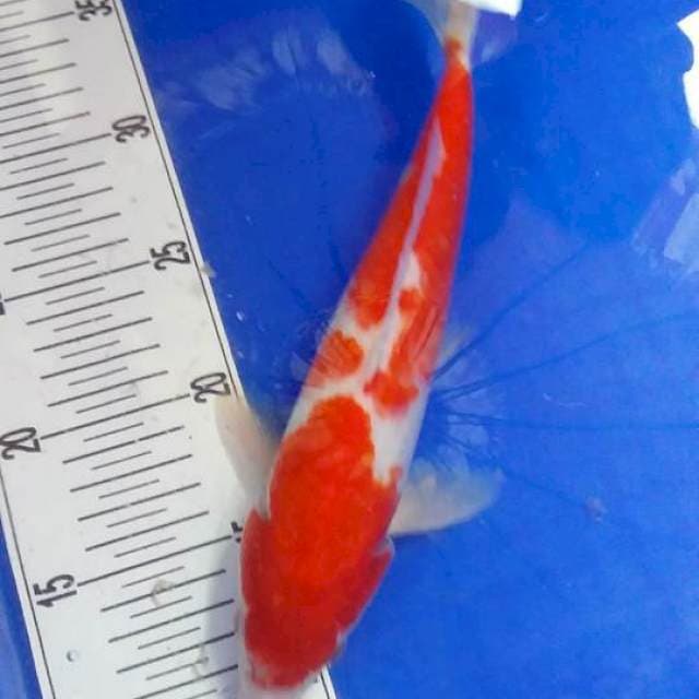 Kohaku 28cm yessss