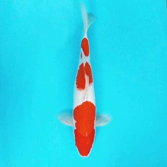 5. Kohaku || 30 cm