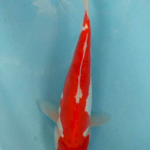 Kohaku doit 33cm jozzz