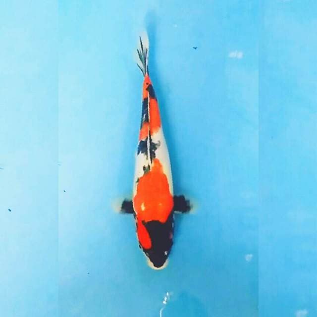 Showa doitsu 30 cm