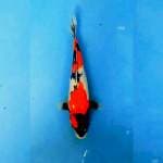 Showa doitsu 30 cm