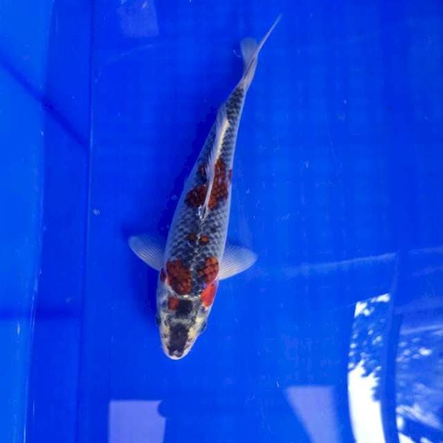 Goshiki 20cm