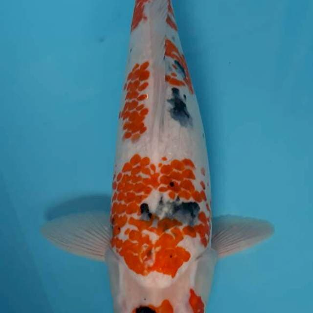 Sanke goromo uniqe 39