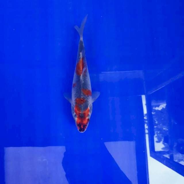 Goshiki 18cm