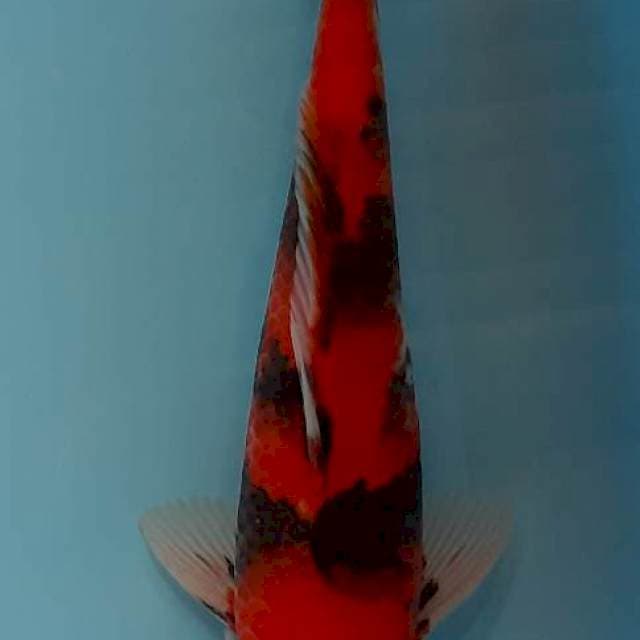 Hi showa 34 cm