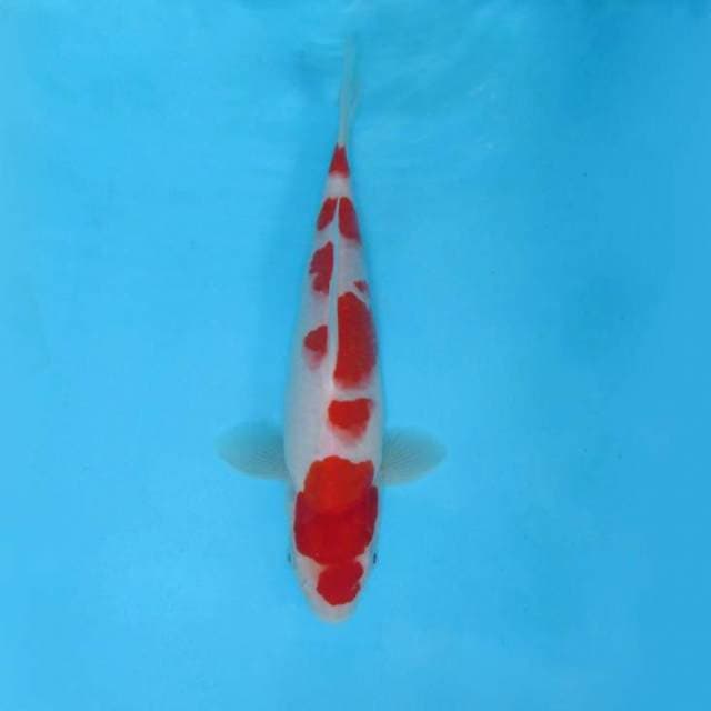 SANTANA 5 - Kohaku,-