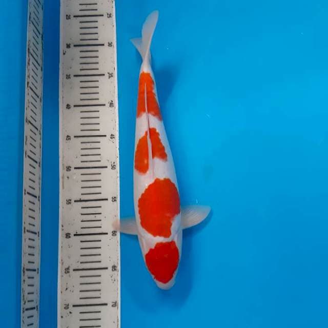 Kohaku SQ 40cm