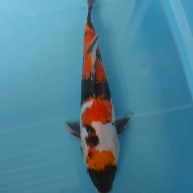 Showa doitsu 33cm