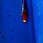 Ghosiki kucibeni..merah bibir