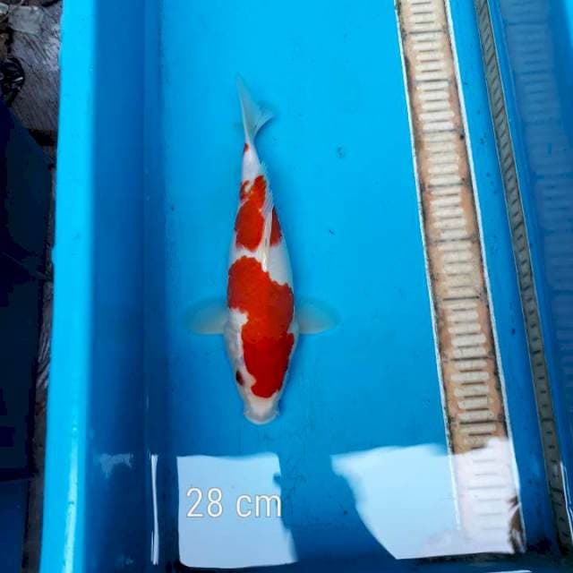 Kohaku super merah 27 cm