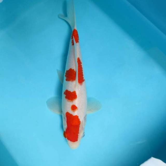 SANTANA 8 - Kohaku,-
