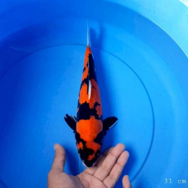 Hi showa doit 31 cm