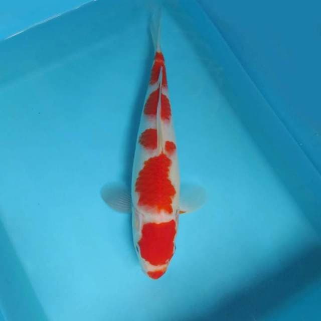 SANTANA 9 - Kohaku,-