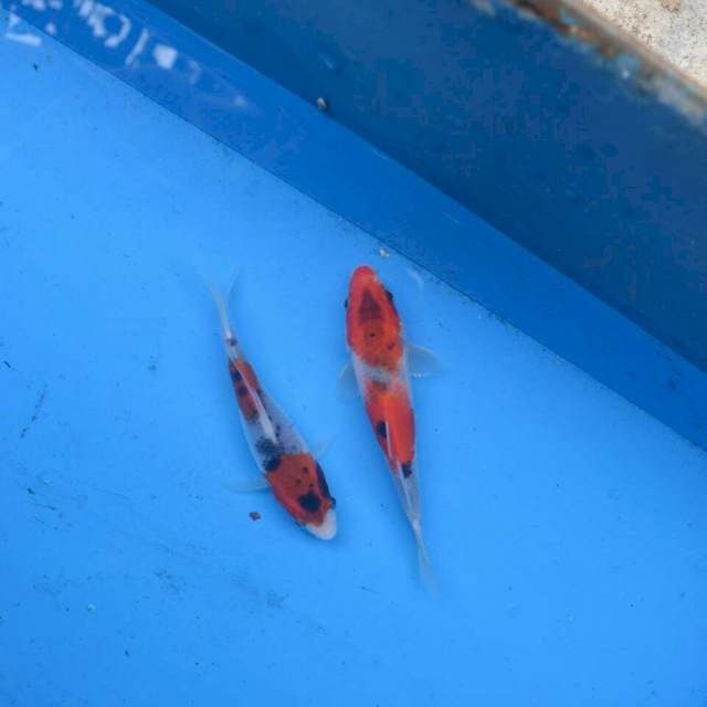 Duo Goshiki Showa F1